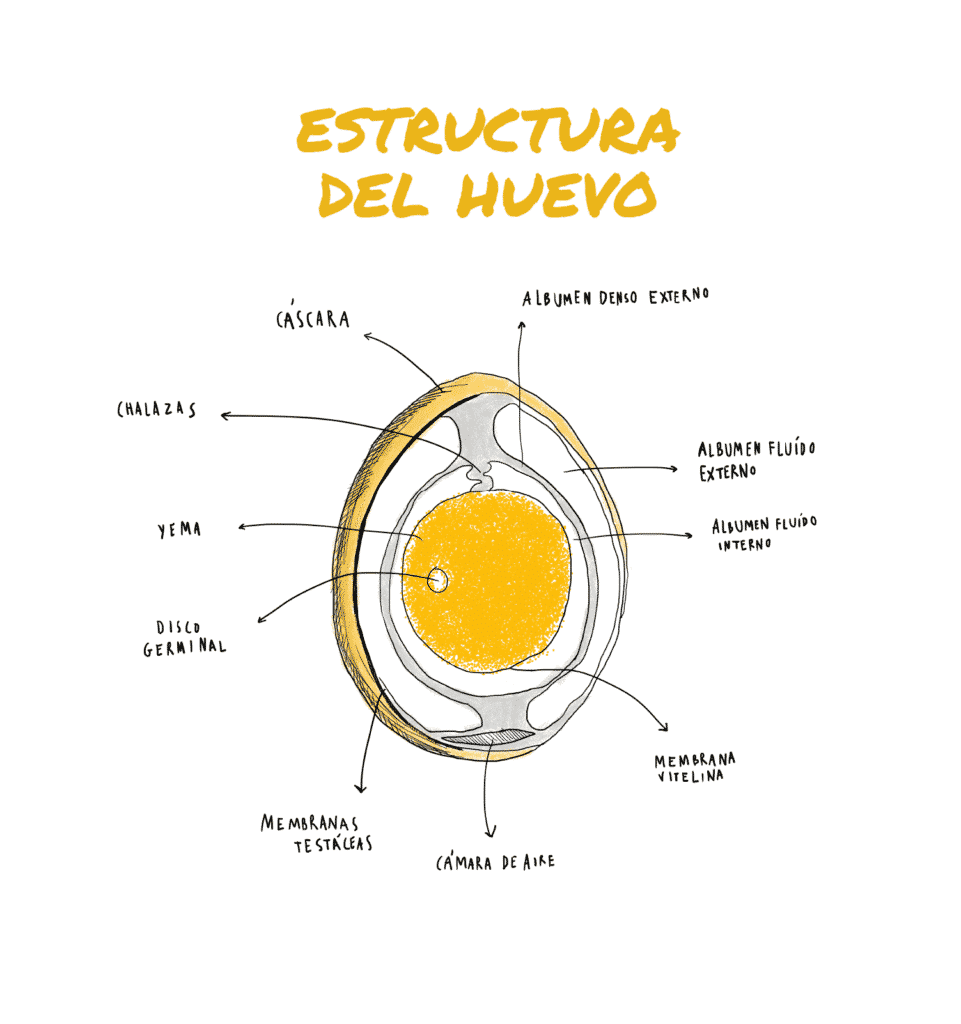 estructura del huevo