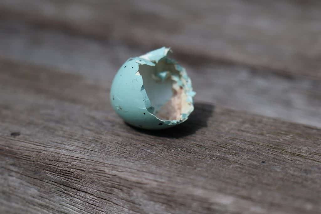 Moneta Azul Finegres color azul 16 cm Sartén para huevo 