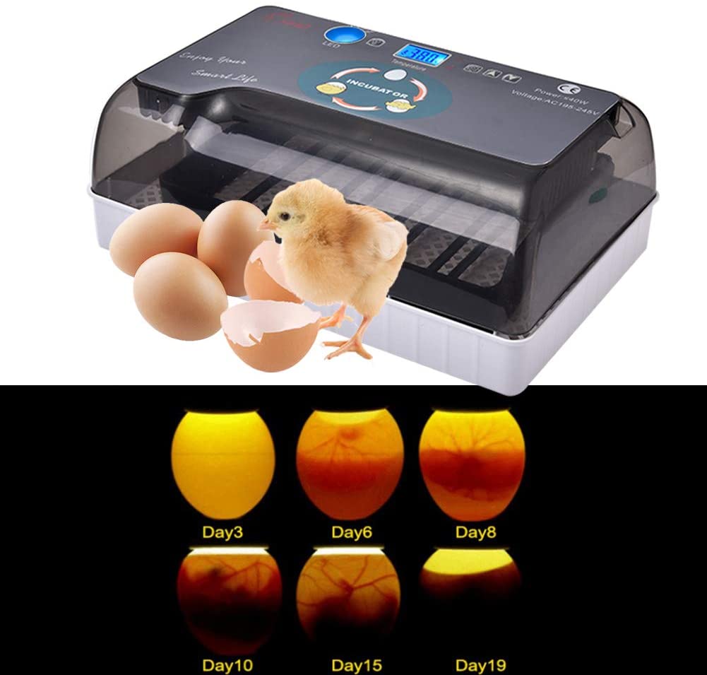 incubadoras de huevos