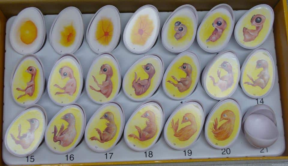 proceso de desarrollo de un embrión de gallina