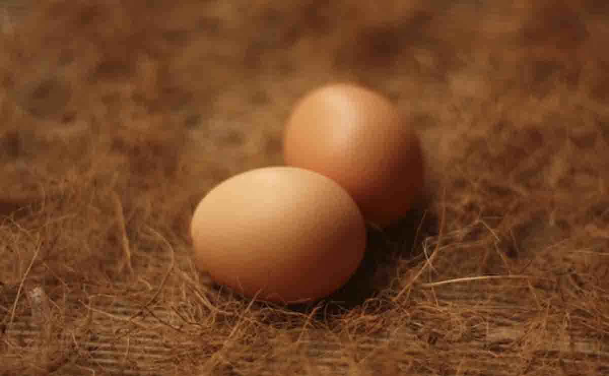 huevos locales en columbia britanica