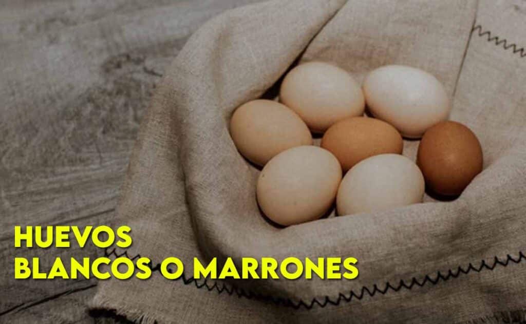 HUEVOS BLANCOS O MARRONES | Todas Las Dudas Resueltas