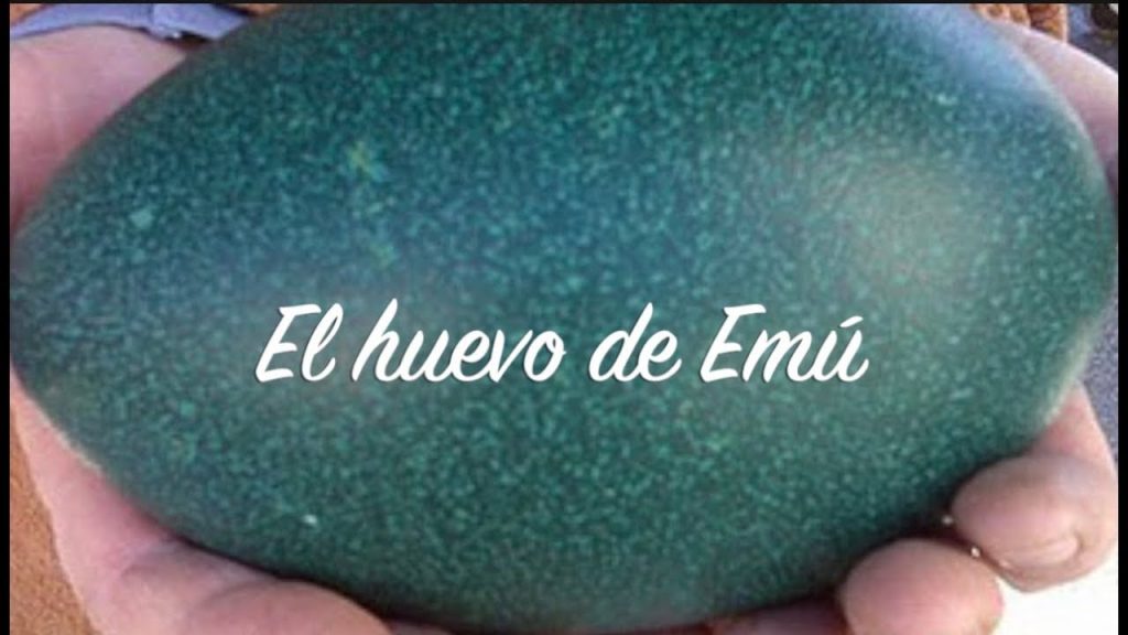 Descubre el precio del huevo de emu ¿por qué esta delicia culinaria es